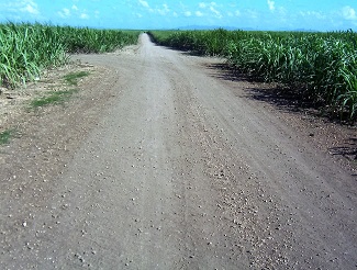 Sugar Cane field in northern Dominican Republic